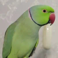 طوطی ملنگو نر رام و اهلی|پرنده|رامسر, |دیوار