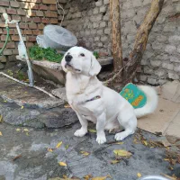 تربیت شده پا کوتاه