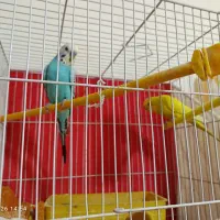 تعدادی مرغ عشق بالغ با جوجه