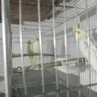 طوطی لوتینو عروس نیم دستی