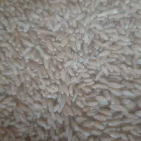 گندم با کیفیت تو پر