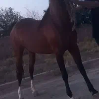 مادیان نوه سالار دو همراه کره