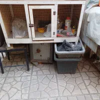 قفس پرنده ، مرغ و خروس