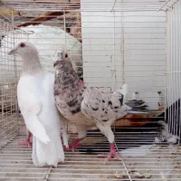 جفت کفتر