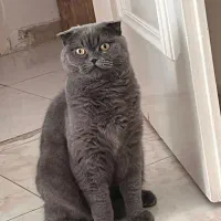 گربه اسکاتیش فولد اصیل