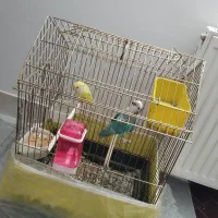 پرنده عروس و داماد لرزیلی