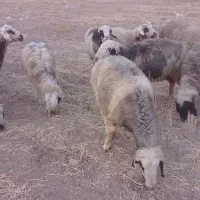 1۸راس میش داشتی