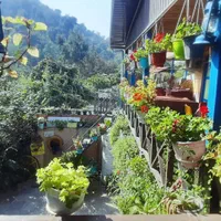 سوییت ویلا جنگلی کلبه