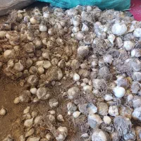 موسیر|گل و گیاه طبیعی|عسگران, |دیوار