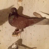 کفتر|گل و گیاه طبیعی|شیروان (خراسان), |دیوار