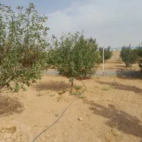 فروش باغ ۶۰۰متری چهاردیواری  درختان میوه|فروش خانه و ویلا|اراک, |دیوار