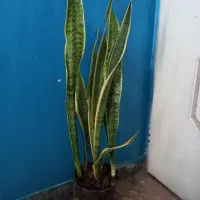 سانسوریا ابلق بلند|گل و گیاه طبیعی|بروجرد, |دیوار