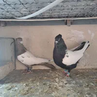 سینه سیاه شاه گفتر ماده