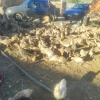 جوجه بوقلمون بوربن و برنز مریوان روستای جانوره