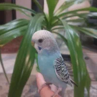 مرغ عشق دستی|پرنده|شاهین‌شهر, پاسداران|دیوار