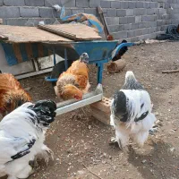 معاوضه خروس برهما لایت جوان