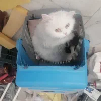 واگذاری گربه رایگان|گربه|بوکان, |دیوار