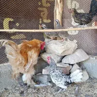 برهان.مرغ.خروس.مینیاتوری|حیوانات مزرعه|کهریزک, |دیوار