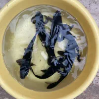 ماهی کوی|ماهی|اراک, |دیوار