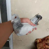 کفتر ب تعداد