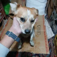 سگ پاکوتا.   کشف توس ۳۳|سگ|مشهد, حضرت حجت|دیوار