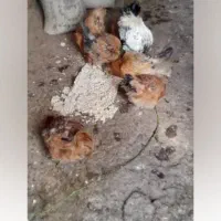 ۲۰۰۰۰۰۰۰|حیوانات مزرعه|فیرورق, |دیوار