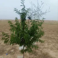 زمین کشاورزی باغی مناسب