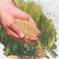 دروگر یا کمباین میخام|خدمات باغبانی و درختکاری|زنجان, |دیوار