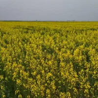 اجاره زمین کشاورزی