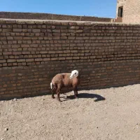 میش عروس آبستن جوان کاوور آبستن