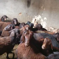 چهارده تاعدد بره ماده|حیوانات مزرعه|میان جلگه, |دیوار