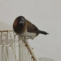فنچ بنگالی نر