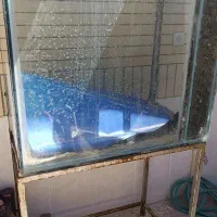 آکواریوم ماهی