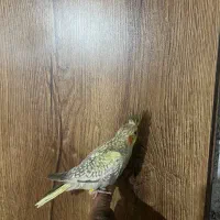 طوطی هلندی|پرنده|گلستان (تهران), |دیوار