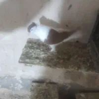 کبوتر|پرنده|بجنورد, |دیوار