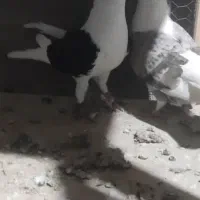 نروماده دوکت پلاکی|پرنده|شوشتر, |دیوار