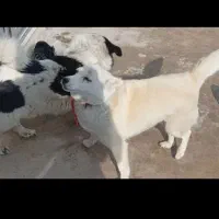 توله سگ پاکوتاه|سگ|بستان آباد, |دیوار