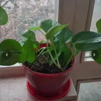 گلدون طبیعی|گل و گیاه طبیعی|تهران, سوهانک|دیوار