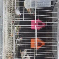 فنچ|پرنده|پرند, فاز ۱|دیوار