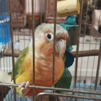 طوطی گرینچیک|پرنده|احمدآبادمستوفی, |دیوار