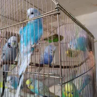 عروس هلندی برزیلی گرینچیک ملنگو راهب قناری|پرنده|کبودرآهنگ, |دیوار