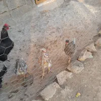 جوجه محلی|حیوانات مزرعه|شاهین دژ, |دیوار