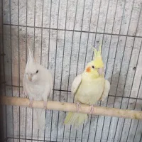 طوطی عروس هلندی و برزیلی و فنچ گلدین|پرنده|محمدیه-قزوین, |دیوار