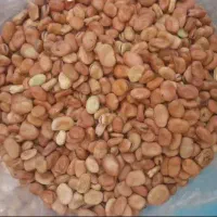 نخود  باقالی تازه خوشمزه