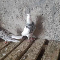 طوقی|پرنده|برازجان, |دیوار