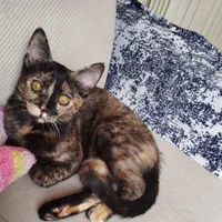 گربه|حیوانات|لواسان, |دیوار