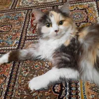 واگذاری|گربه|شیراز, فاضل|دیوار