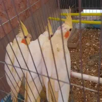 سلام ستا جوجه دوماه عروس  هلندی|پرنده|مشهد, شهید احمدی روشن|دیوار