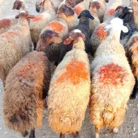 گوسفند شیشک