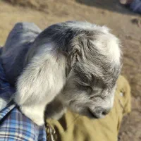 ۳تابز پرشیر، بزشیرده تازه ۳روزه زائیدن با بزغاله